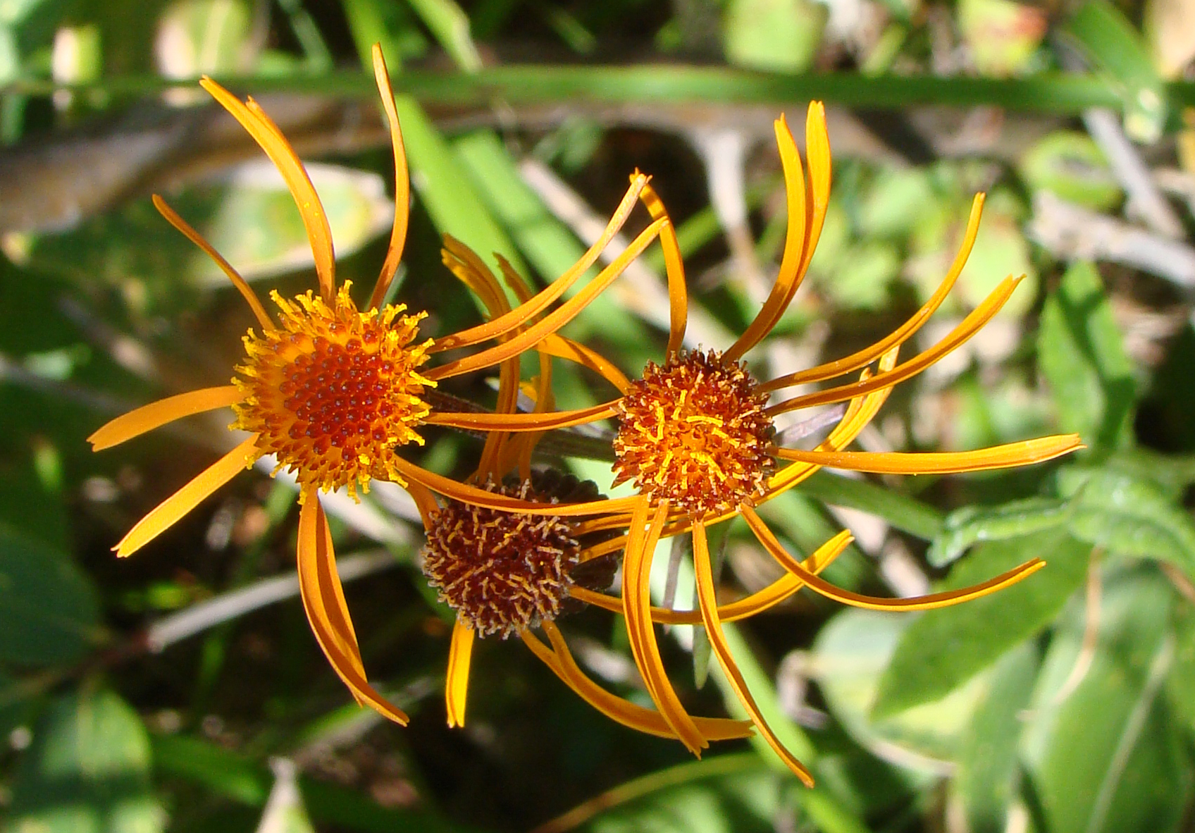 跡見群芳譜(野草譜 コウリンカ)